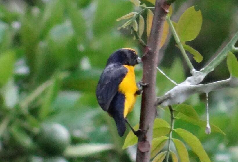 酒店 Kaliawiri Bird Lodge & Reserve