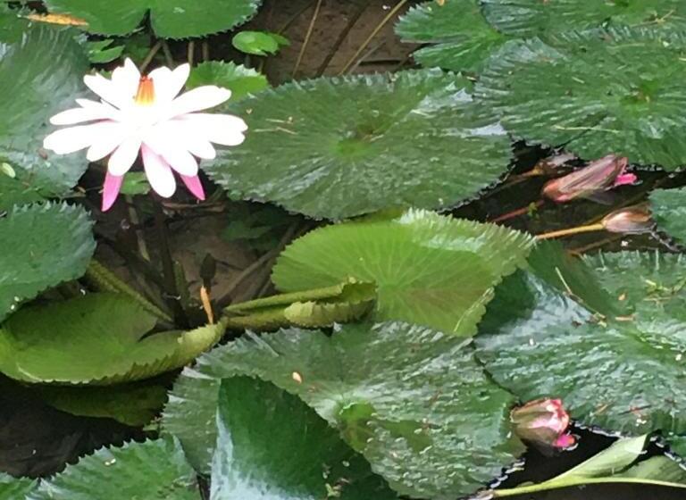 酒店 Kaliawiri Bird Lodge & Reserve