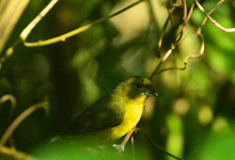 酒店 Kaliawiri Bird Lodge & Reserve