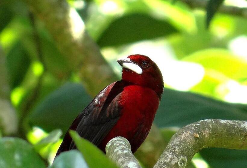 酒店 Kaliawiri Bird Lodge & Reserve