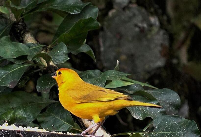 酒店 Kaliawiri Bird Lodge & Reserve