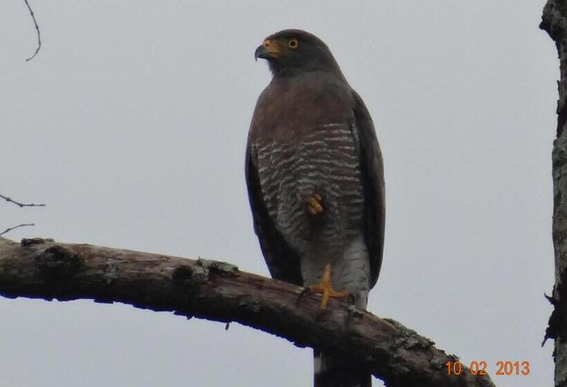 酒店 Kaliawiri Bird Lodge & Reserve