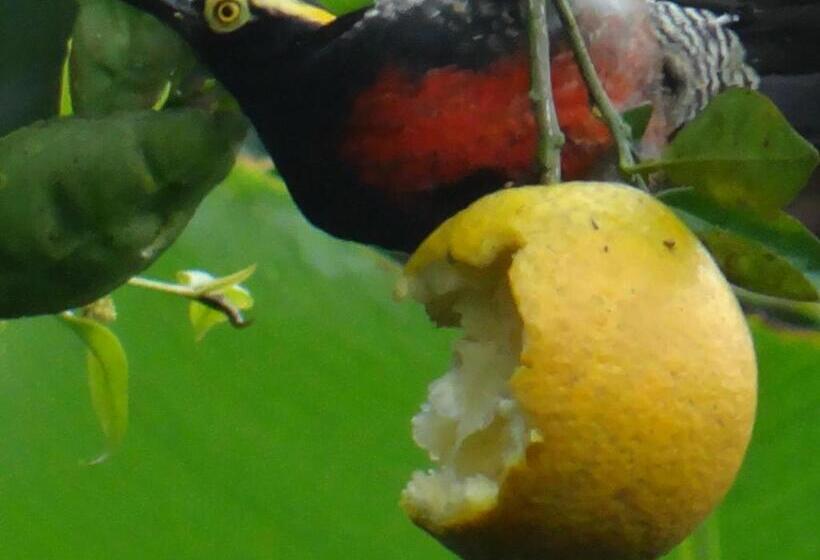 酒店 Kaliawiri Bird Lodge & Reserve