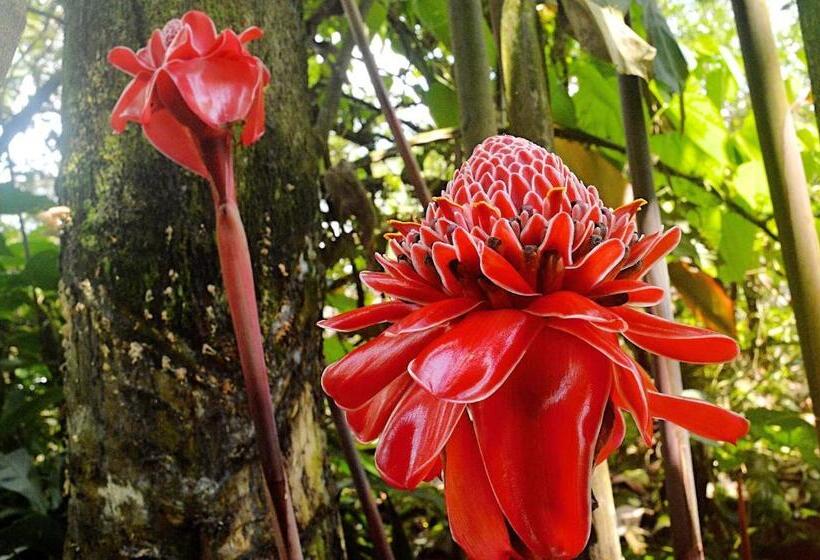 酒店 Kaliawiri Bird Lodge & Reserve