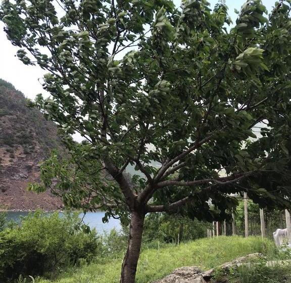 Пансион Borealis Guest House