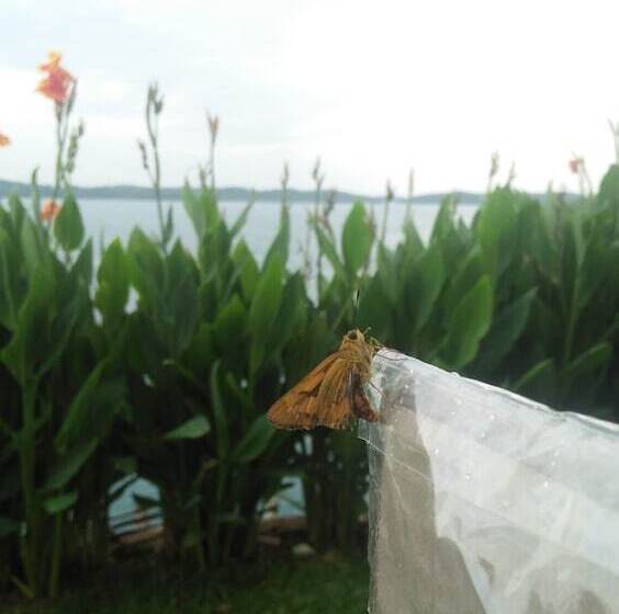 בית מלון כפרי Barelang Bridge