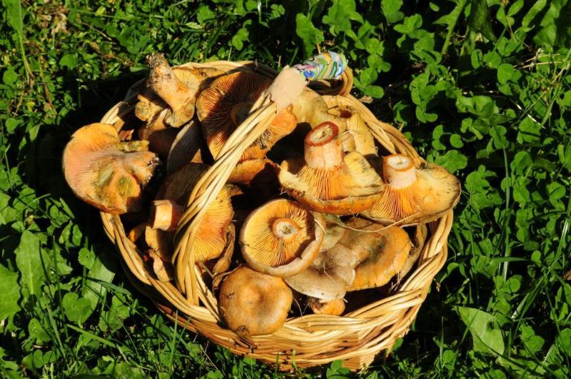 El Refugio De Aran Vielha Apart