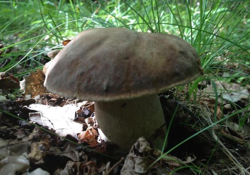 El Refugio De Aran Vielha Apart