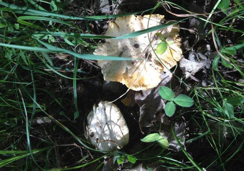 El Refugio De Aran Vielha Apart