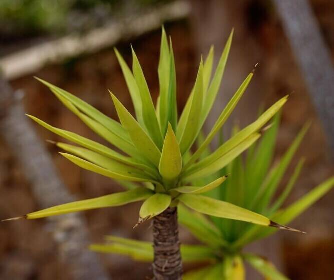 Boutique Hotel El Tio Kiko