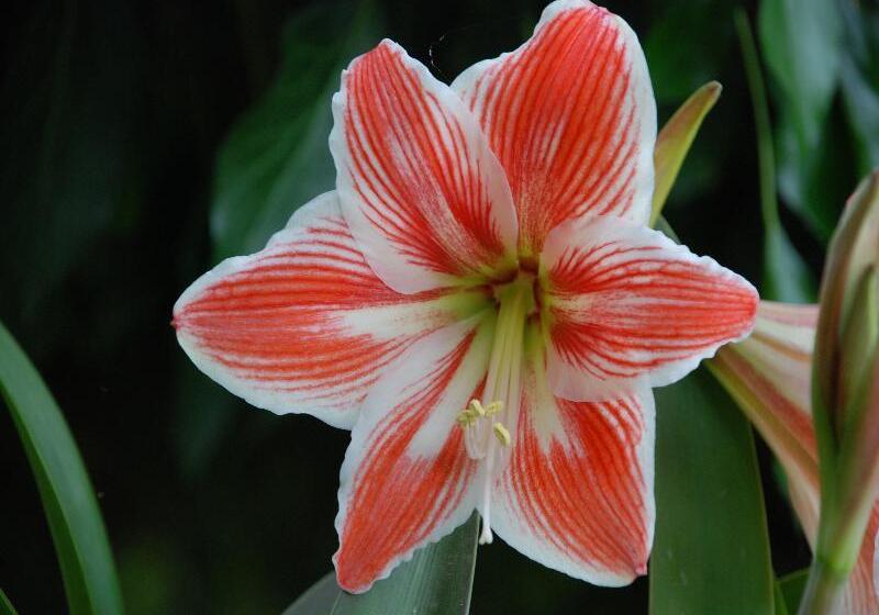 Отель Rural Quinta De Santo Antonio