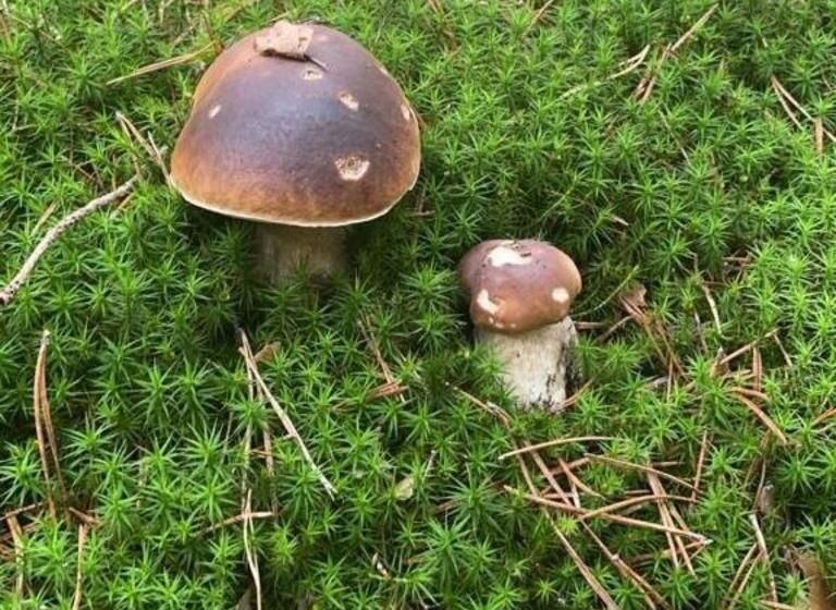 Отель Virginia R.h