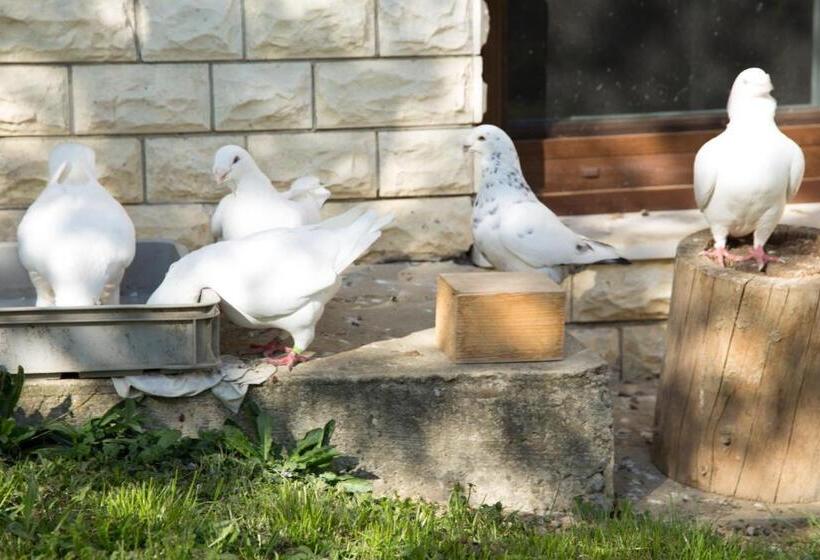 膳宿费 Penzion Beta