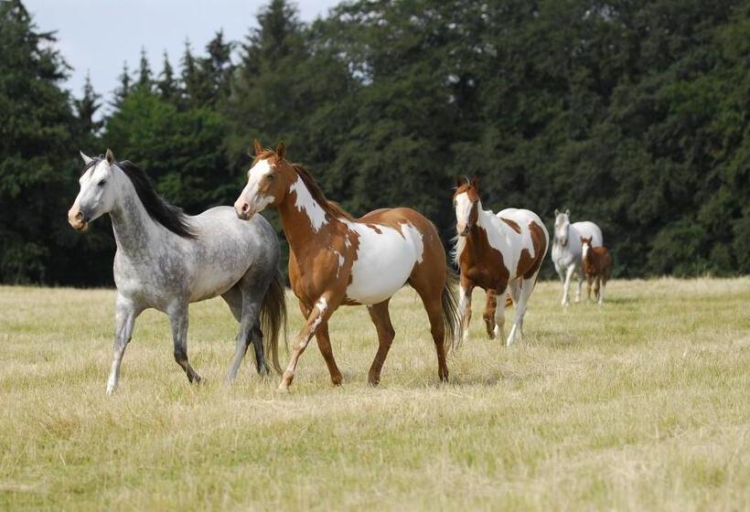 Пансион Penzion U Strakatého Koně