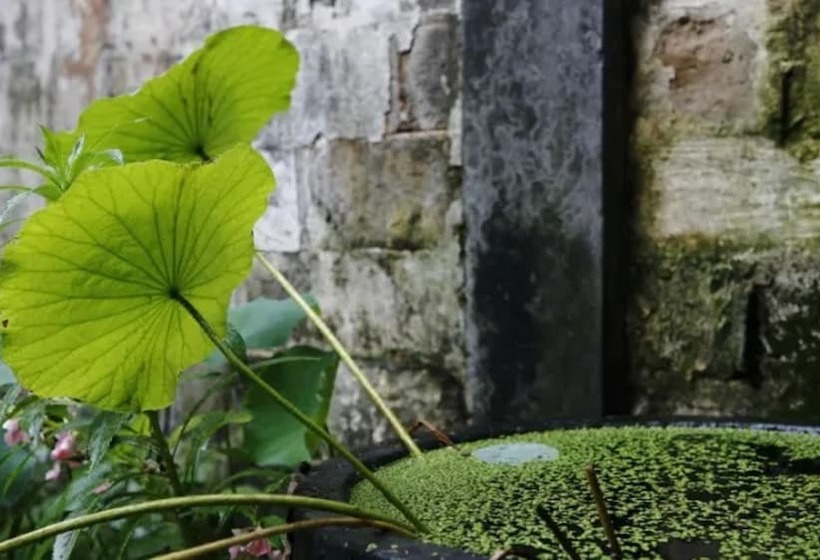 Pig S Inn Huangshan Xidi