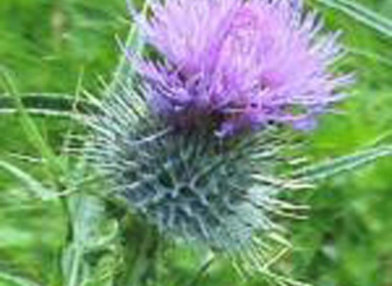 Отель Foyers House