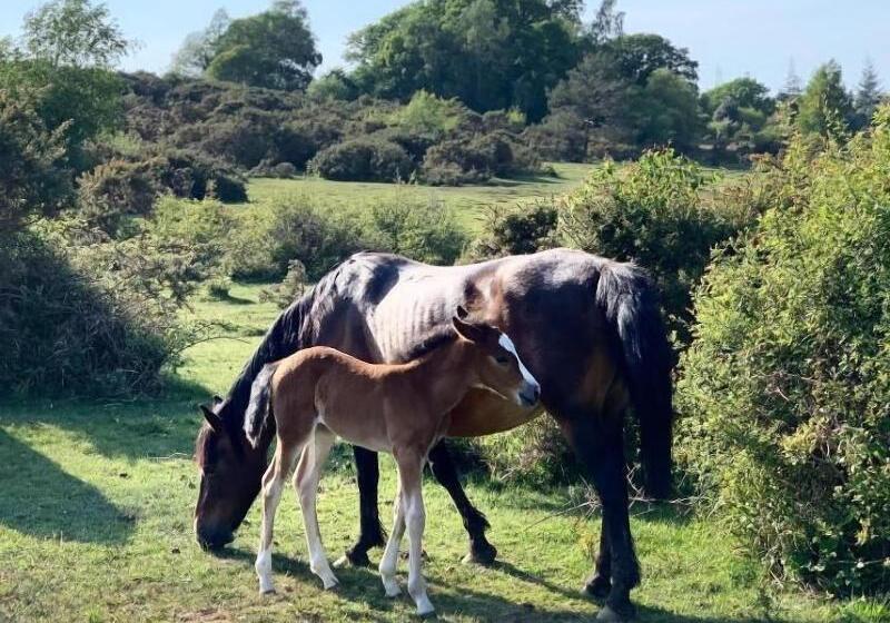 호텔 New Forest Lodge