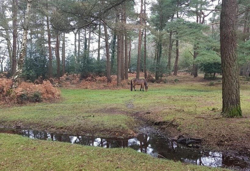 酒店 New Forest Lodge