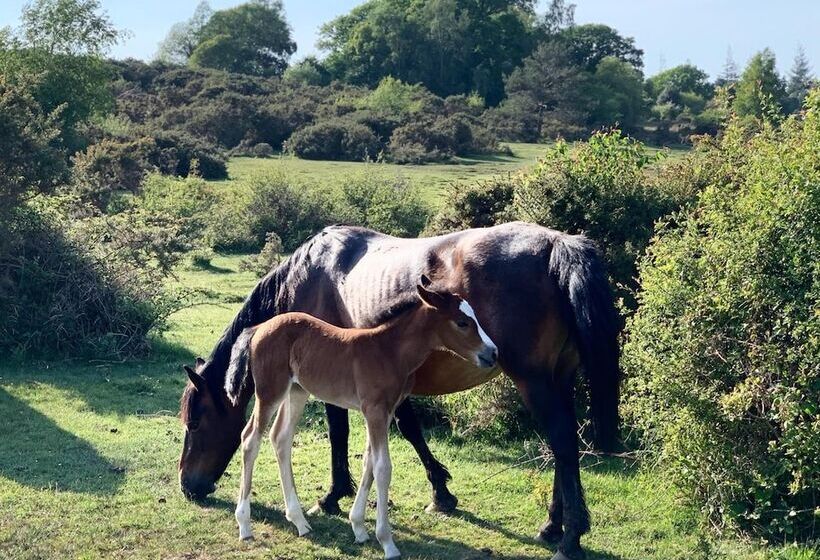 酒店 New Forest Lodge