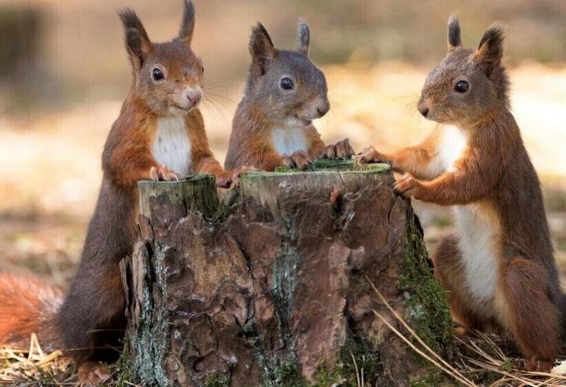 Отель Rufford Arms