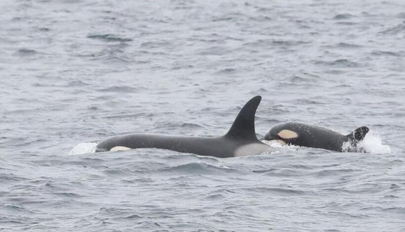 Отель Sinclair Bay Apartments