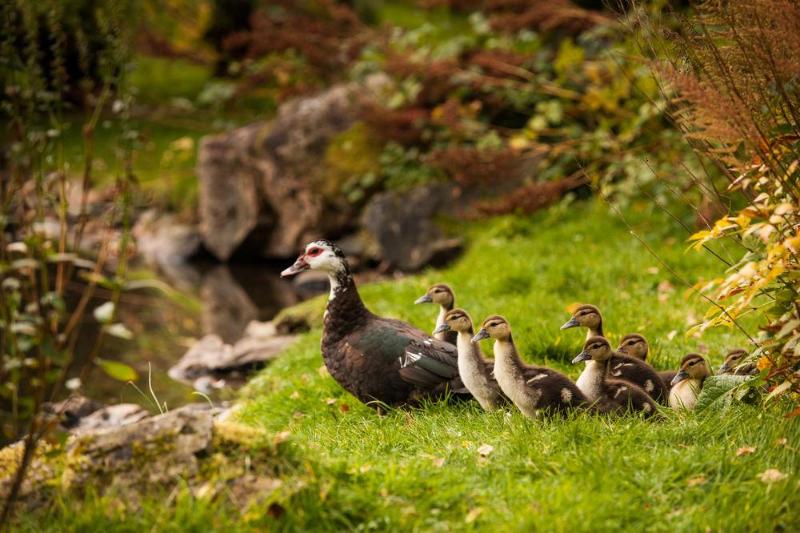Отель The Stronlossit Inn