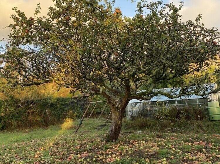 酒店 Maes Y Neuadd Country House