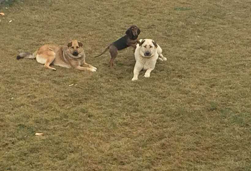 هتل Serife Baci Ogretmenevi Doga Kultur Koyu