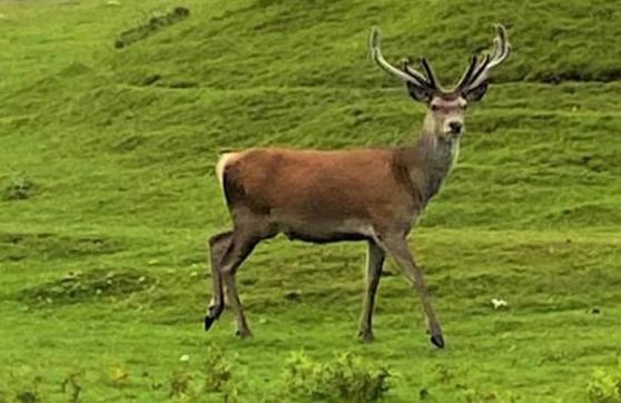 Bed and Breakfast Selkie House