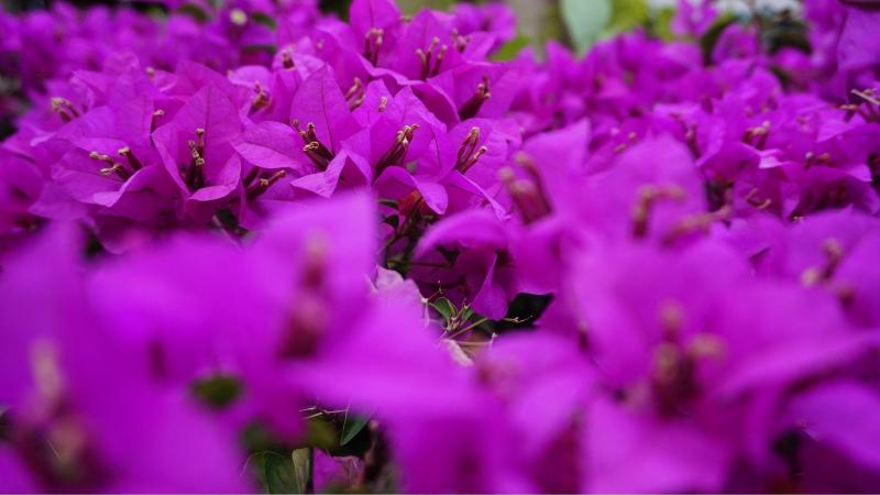 酒店 Janjao Mansion