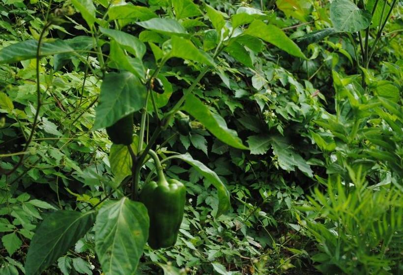 ペンション Hostal Casa Amaya