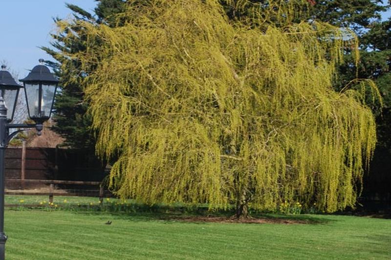 住宿加早餐  Keenogue House