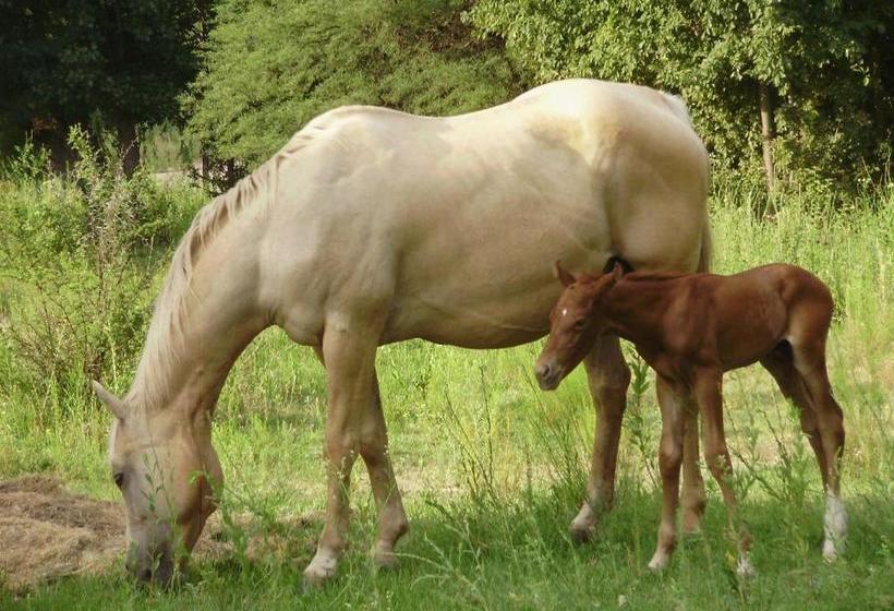 簡易ホテル Atahualpa Mi Posada