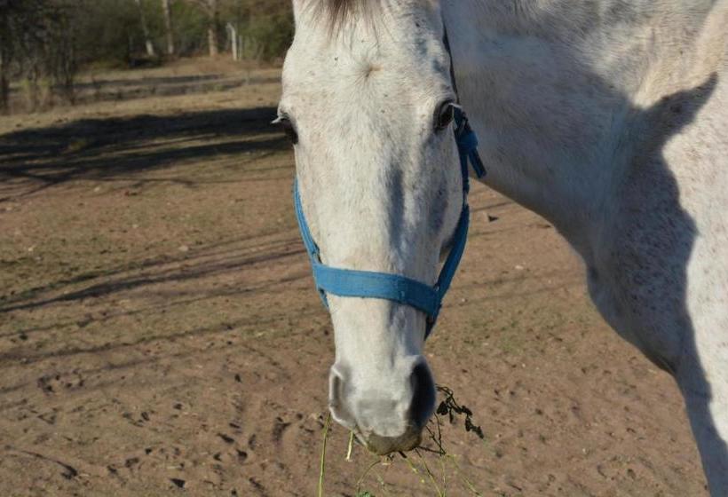 簡易ホテル Atahualpa Mi Posada