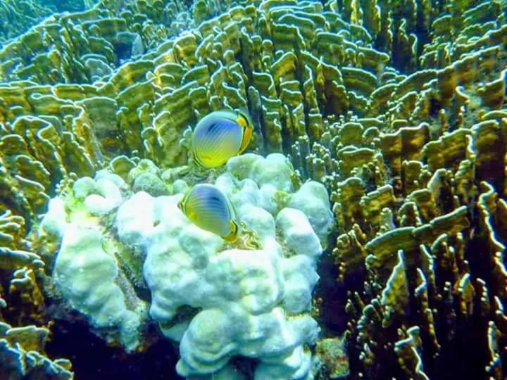 فندق Daya Beach, Lipe Local