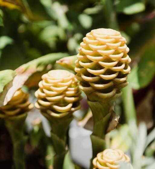 هتل Villas Los Olivos