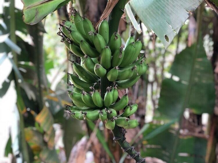 هتل Wild Child Village