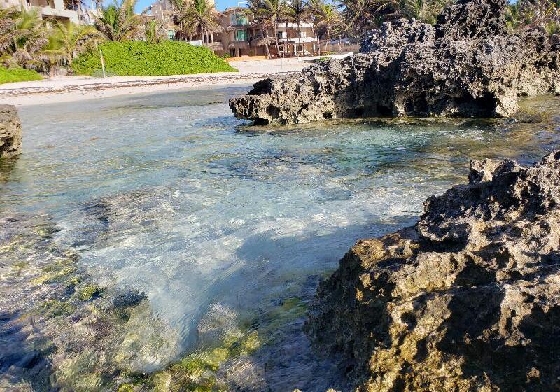 酒店 The Mint Resort Isla Mujeres