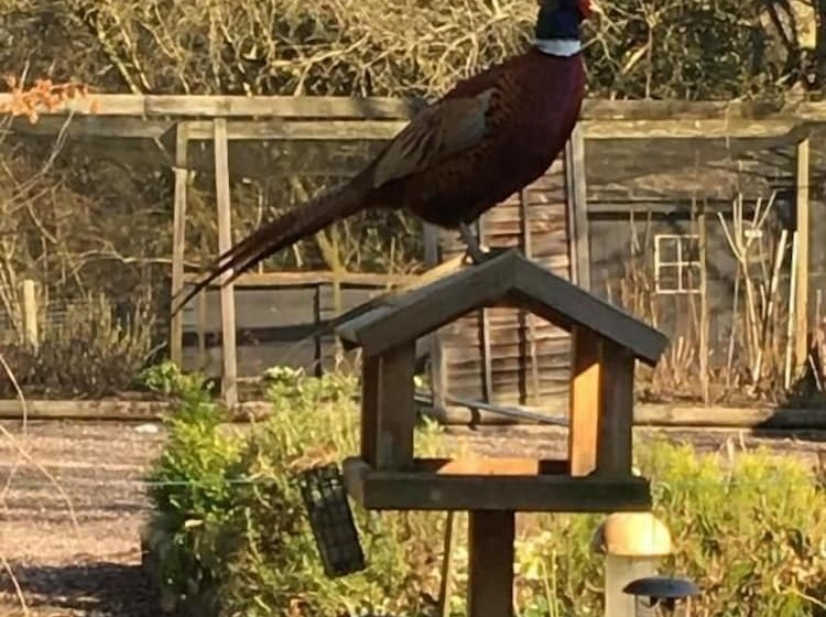 צימר Bron Hafren