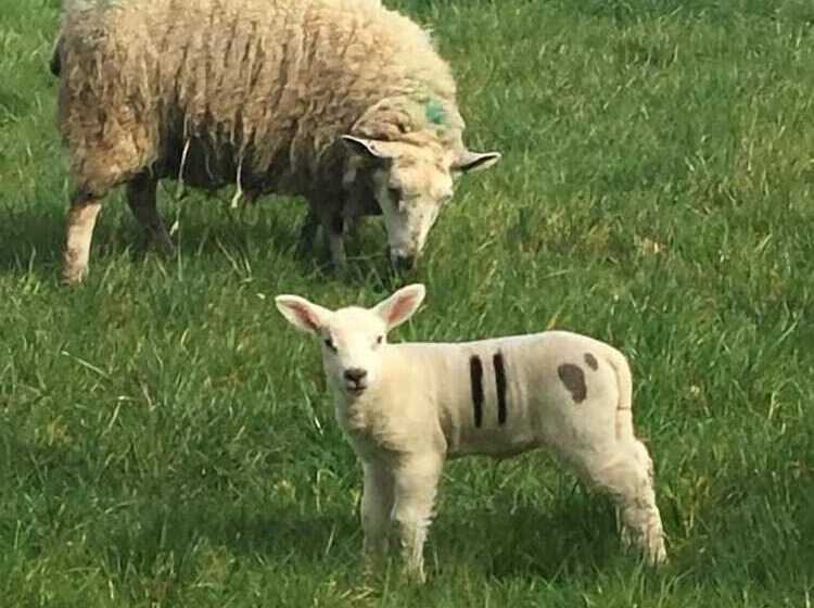 צימר Bron Hafren