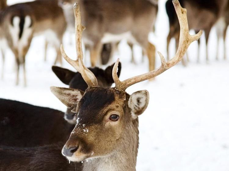 فندق Whitworth Hall  & Deer Park  Durham