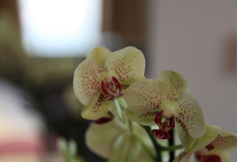 ホテル Icône Hôtel  Annecy