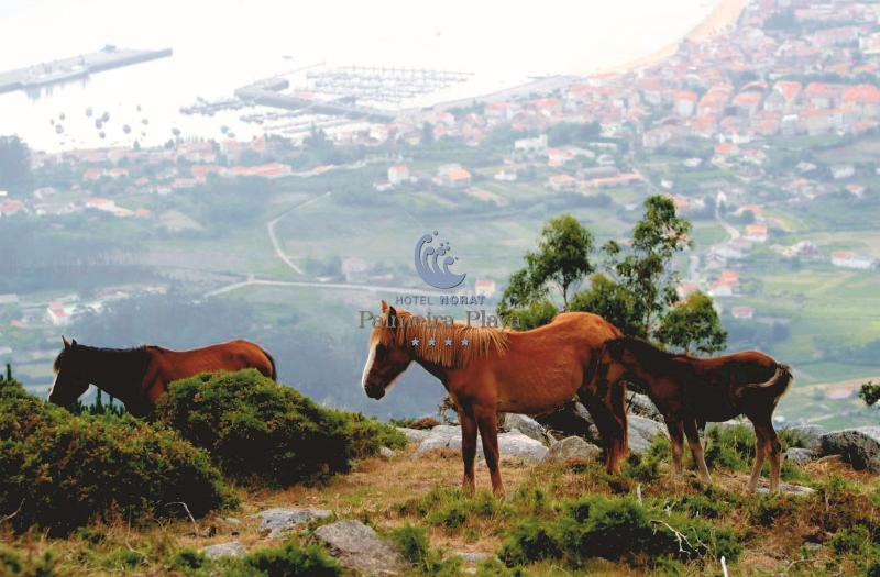 فندق Norat Palmeira Playa