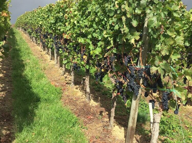 ペンション Oppenheim Lofts