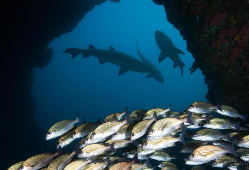 Bed and Breakfast Aliwal Dive Centre & Lodge
