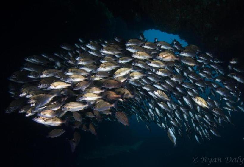צימר Aliwal Dive Centre & Lodge