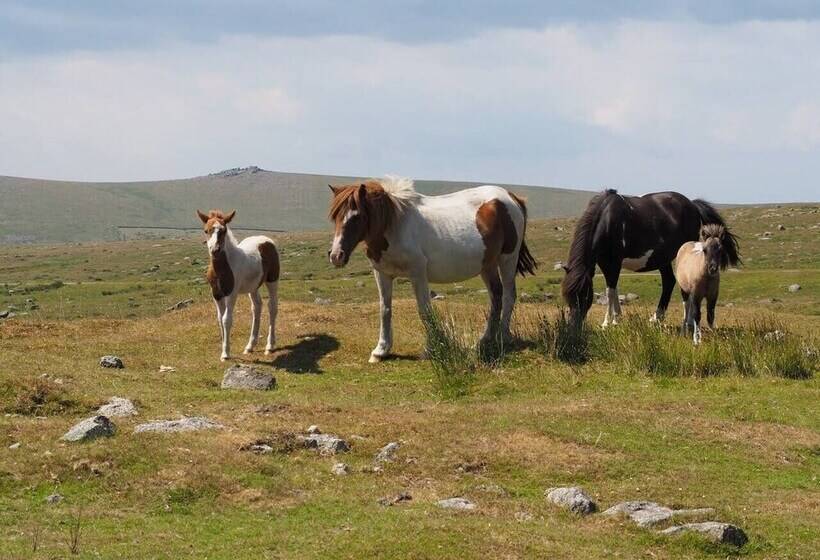 Dartmoor Barn On North Hessary Tor
