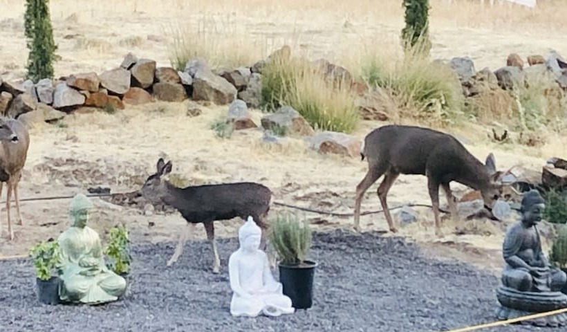 호텔 Quiet Mind Mountain Lodge, Retreat & Spa