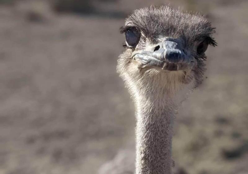 ホテル The Winston Solvang