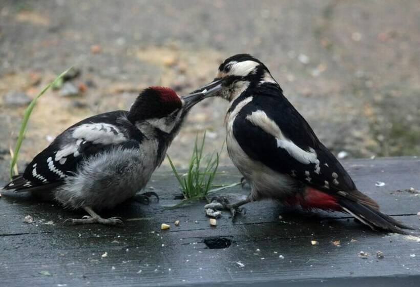 A Devon Rural Retreat